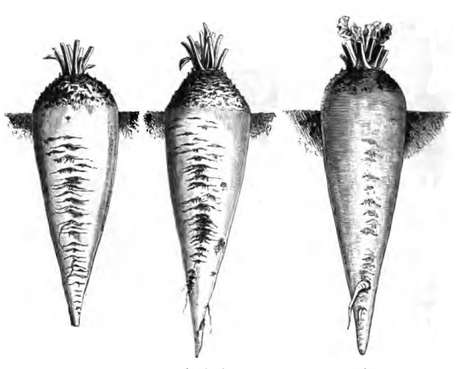 rootveggie